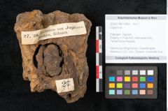 Foto (Objekt + Etikett) von Juglans sp. (NHMW-GEO-2024-0188-11469)